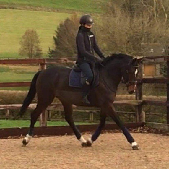 Image of a horse and rider