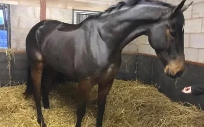 ☘️Sold to eventer Alan Nolan and Carol Warren as a 4 year old and “looking super”…