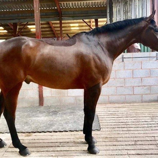 ☘️Both sold to eventer Alan Nolan as 4 year olds…
