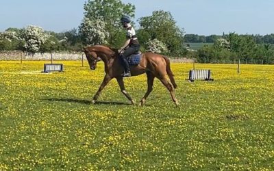 ☘️Sold to Nick Lucey, who has been ranked in the top 150 in the world, as a 4 year old…