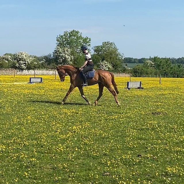 ☘️Sold to Nick Lucey, who has been ranked in the top 150 in the world, as a 4 year old…