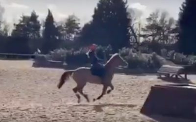 ☘️Sold to 5* event rider Nick Lucey as a 4 year old…