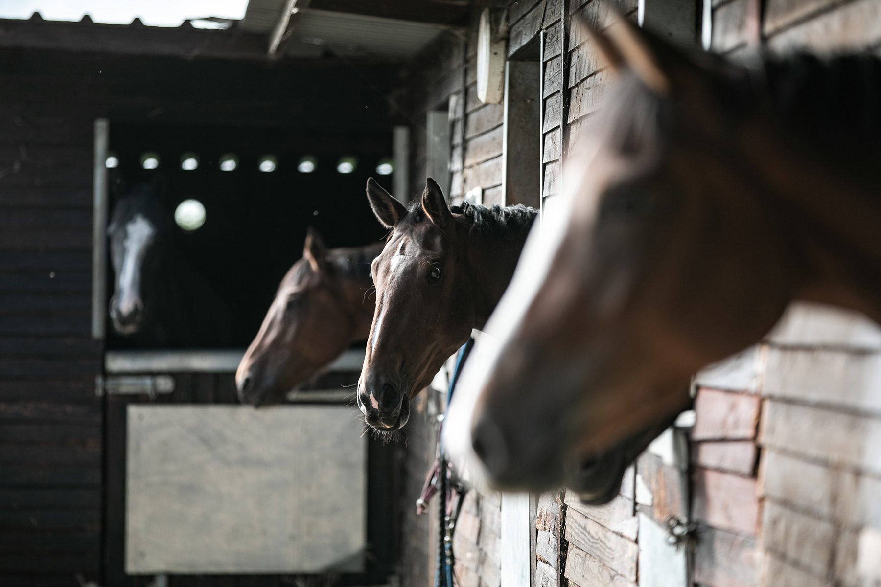 about-us-our-selction Image of horses in the stables