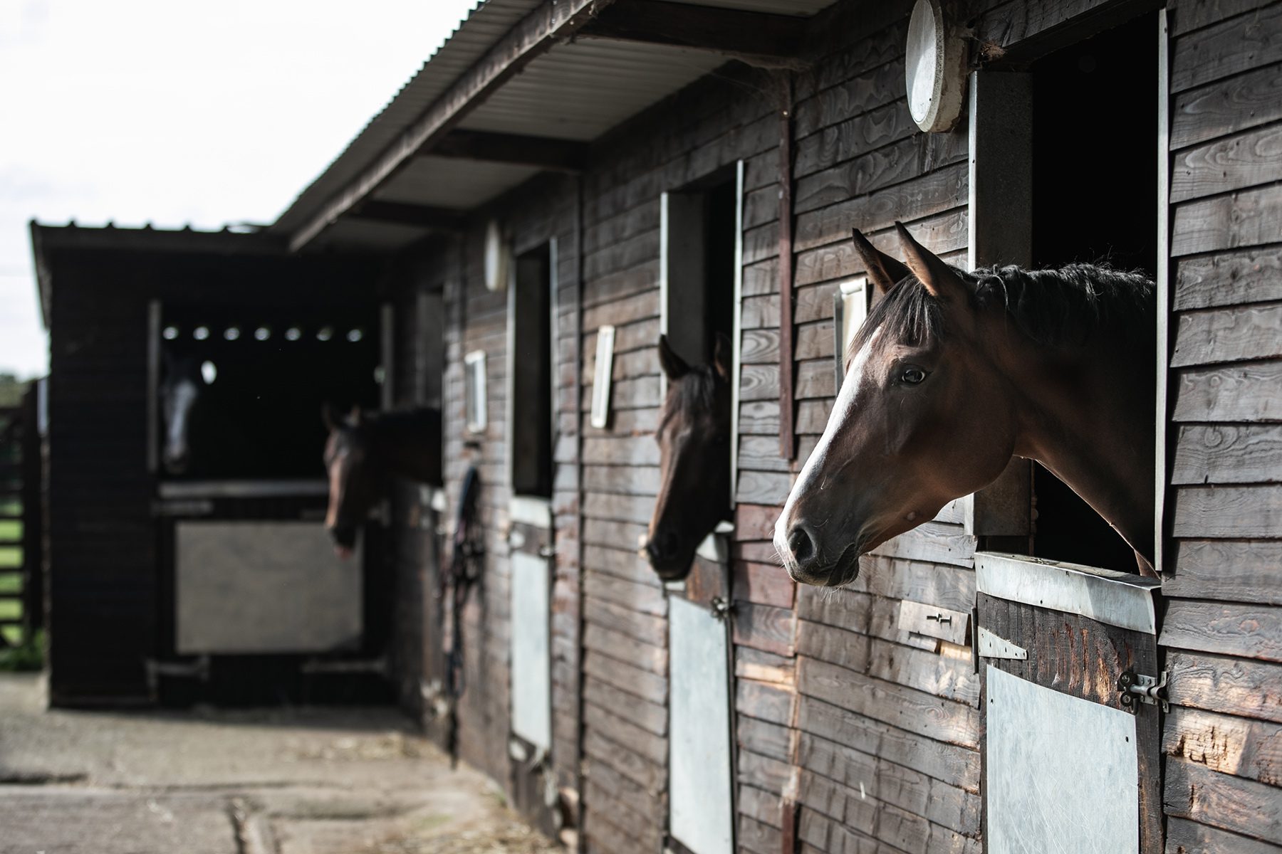 Image of 4 horses in stable