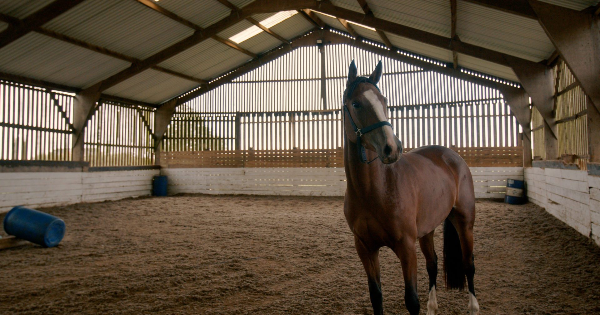 image of a horse in a covered barn
