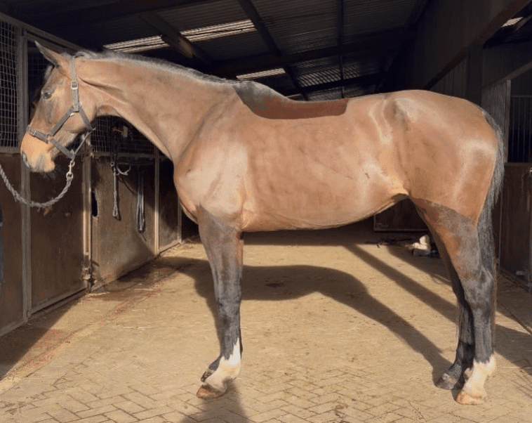 Really like this mare