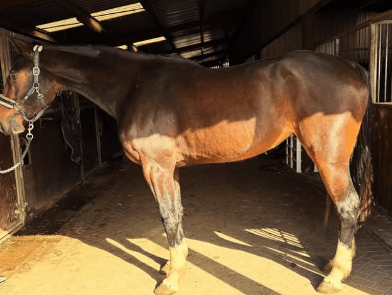 Quality type, breeding and talent